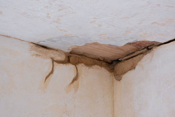Best Mold removal after water damage  in Harris Hill, NY